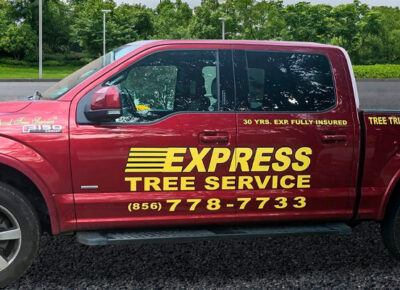 South Jersey Tree Service Company Launches Website
