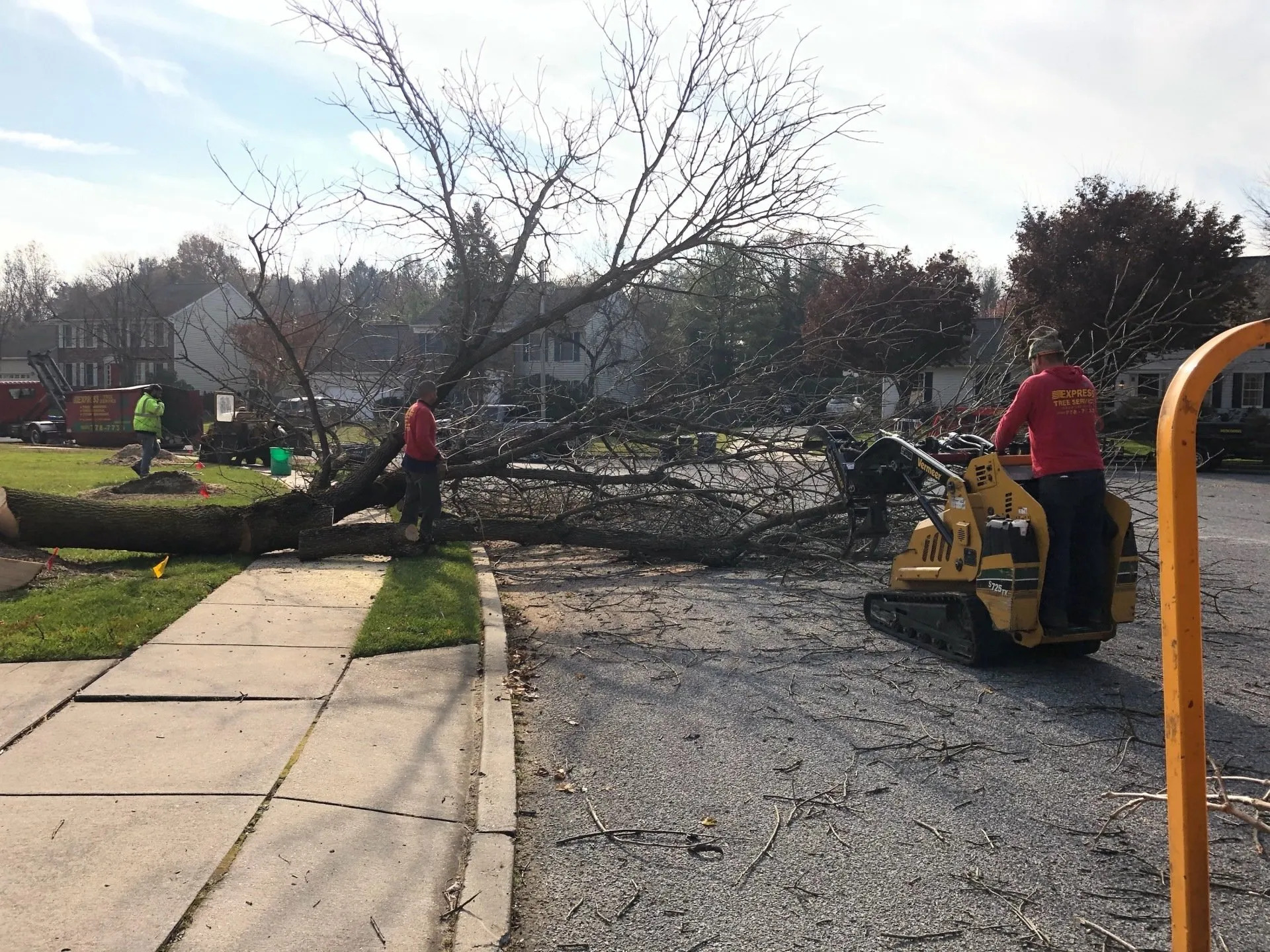 Tree Removal