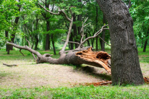 Mount Laurel Tree Service