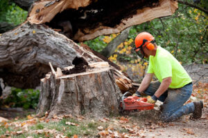 Rancocas NJ Tree Service